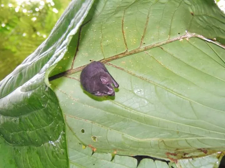 Small bat sleeping under a giant leaf, bats seen near Manuel Antonio at night