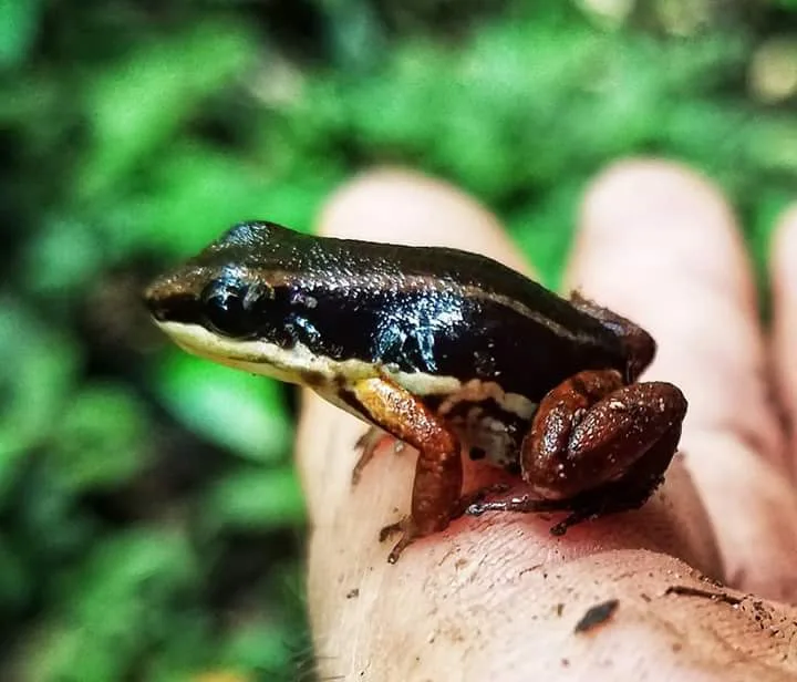 Poison dart frog, nocturnal wildlife near Manuel Antonio night boat tour