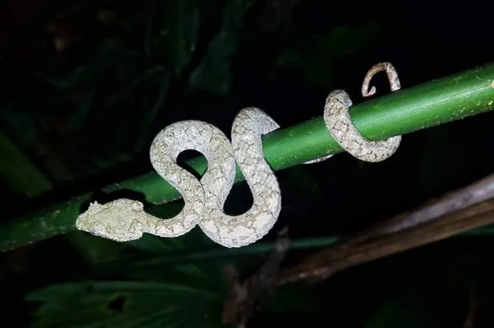 Blunt-headed snake on bamboo, nocturnal wildlife near the Manuel Antonio night boat tour