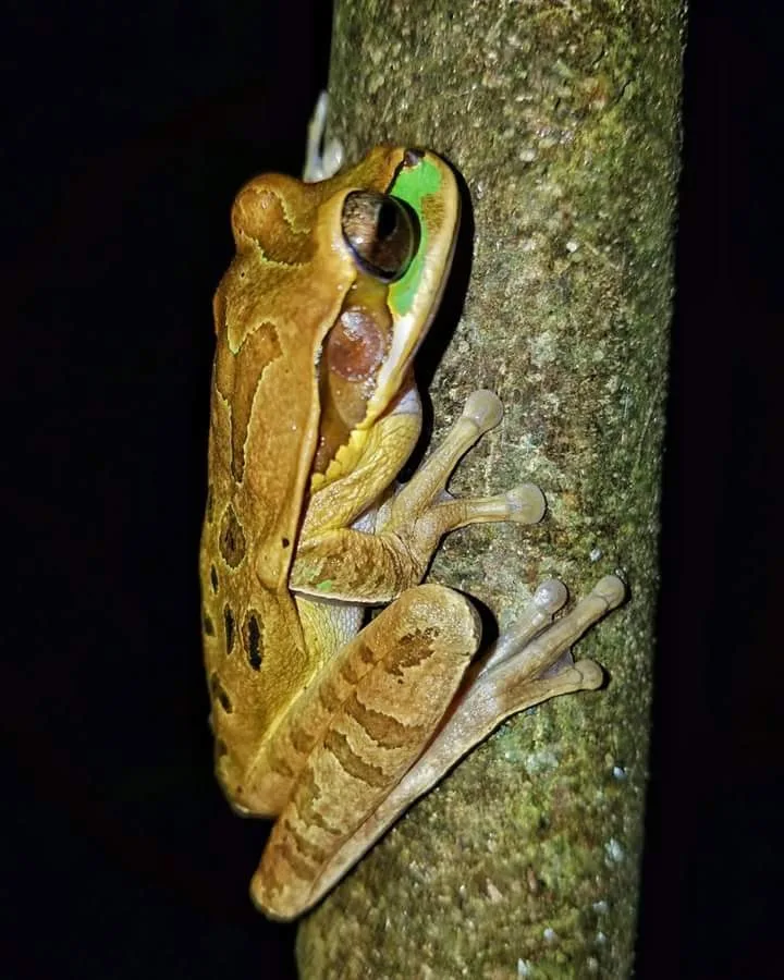 Smoky jungle frog on a tree trunk, nocturnal wildlife near the Manuel Antonio coastline
