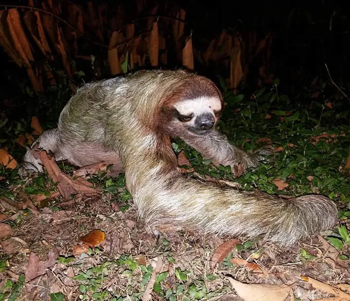 Three-toed sloth walking on the ground, nocturnal wildlife near Manuel Antonio night boat tour