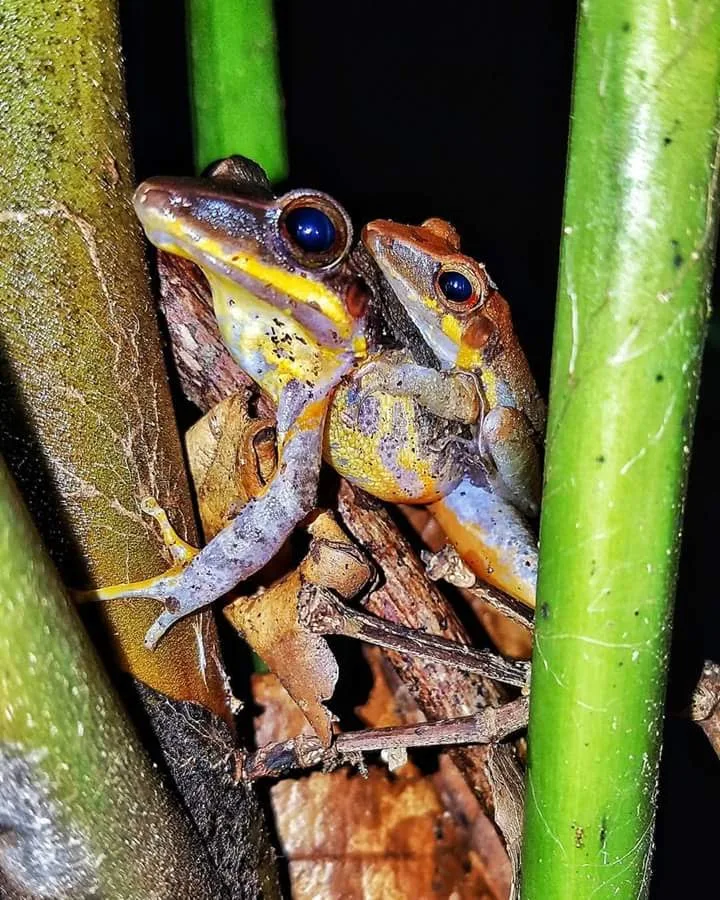 Two tree frogs mating on bamboo, nocturnal wildlife near Manuel Antonio at night