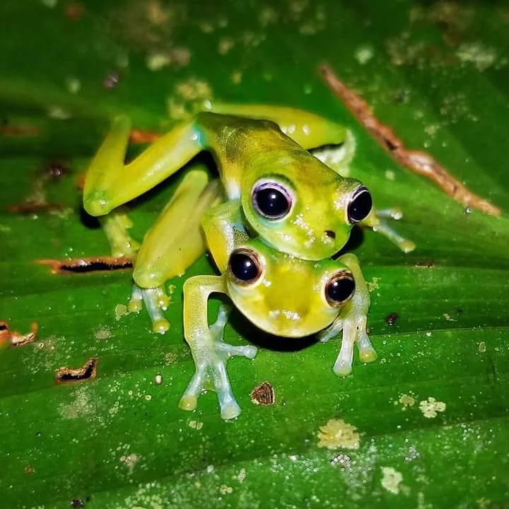 Two glass frogs mating, nocturnal wildlife spotted near the Manuel Antonio night boat tour