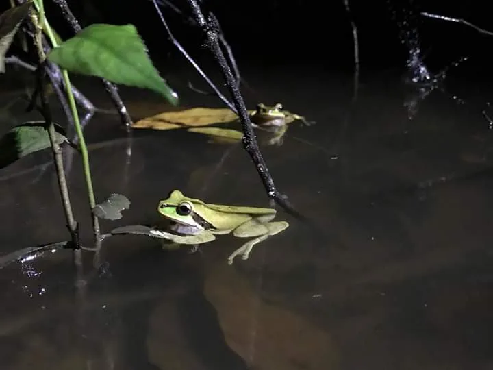 Two green tree frogs in a pond, nocturnal wildlife near the Manuel Antonio night boat tour