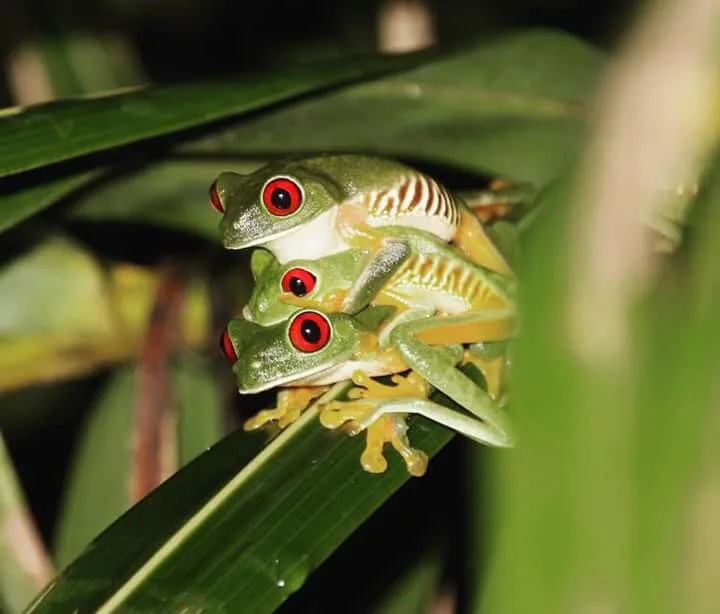 Two red-eyed tree frogs mating, nocturnal wildlife near Manuel Antonio at night