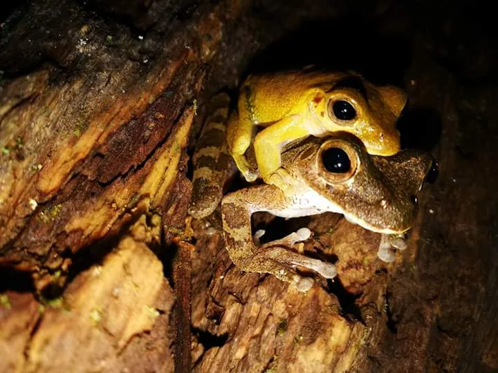 Two frogs mating on a log, nocturnal wildlife near Manuel Antonio at night