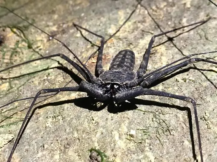 Whip spider on a stone, nocturnal wildlife near the Manuel Antonio coastline at night
