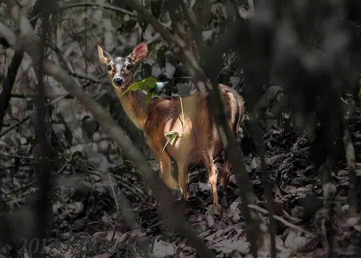 White-tailed deer in the forest, nocturnal wildlife near the Manuel Antonio coastline at night
