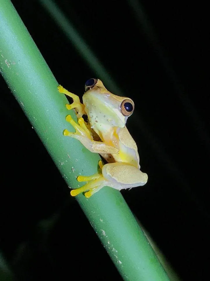 Yellow cream tree frog on a stem, nocturnal wildlife near Manuel Antonio at night
