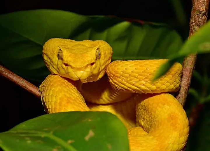 Yellow eyelash pit viper in leaves, nocturnal wildlife near Manuel Antonio at night