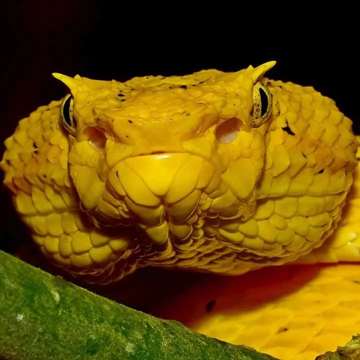 Yellow eyelash pit viper face macro, nocturnal wildlife near the Manuel Antonio coastline