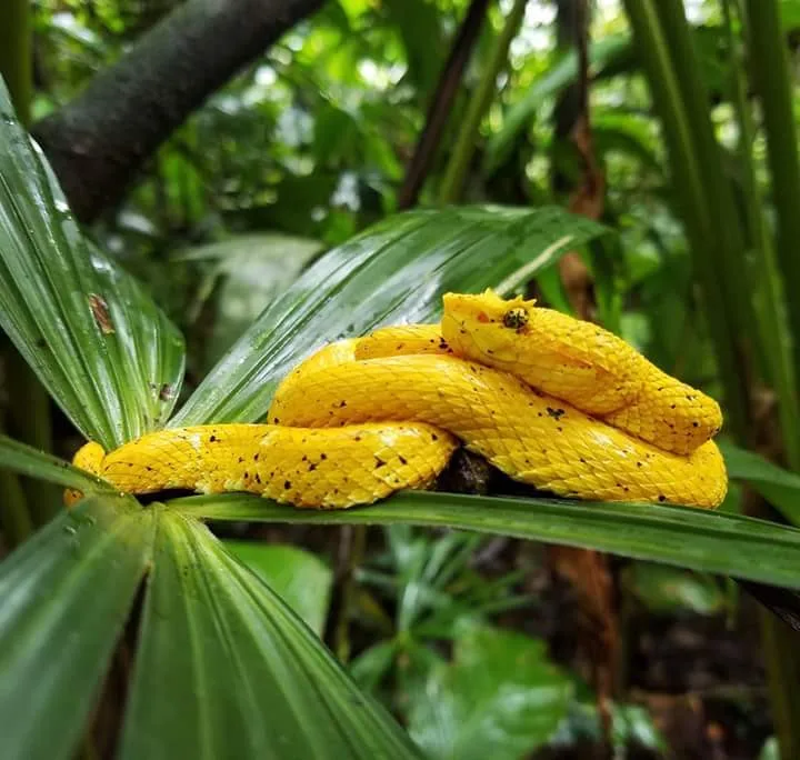 Yellow eyelash pit viper on a palm leaf, nocturnal wildlife near Manuel Antonio night boat tour