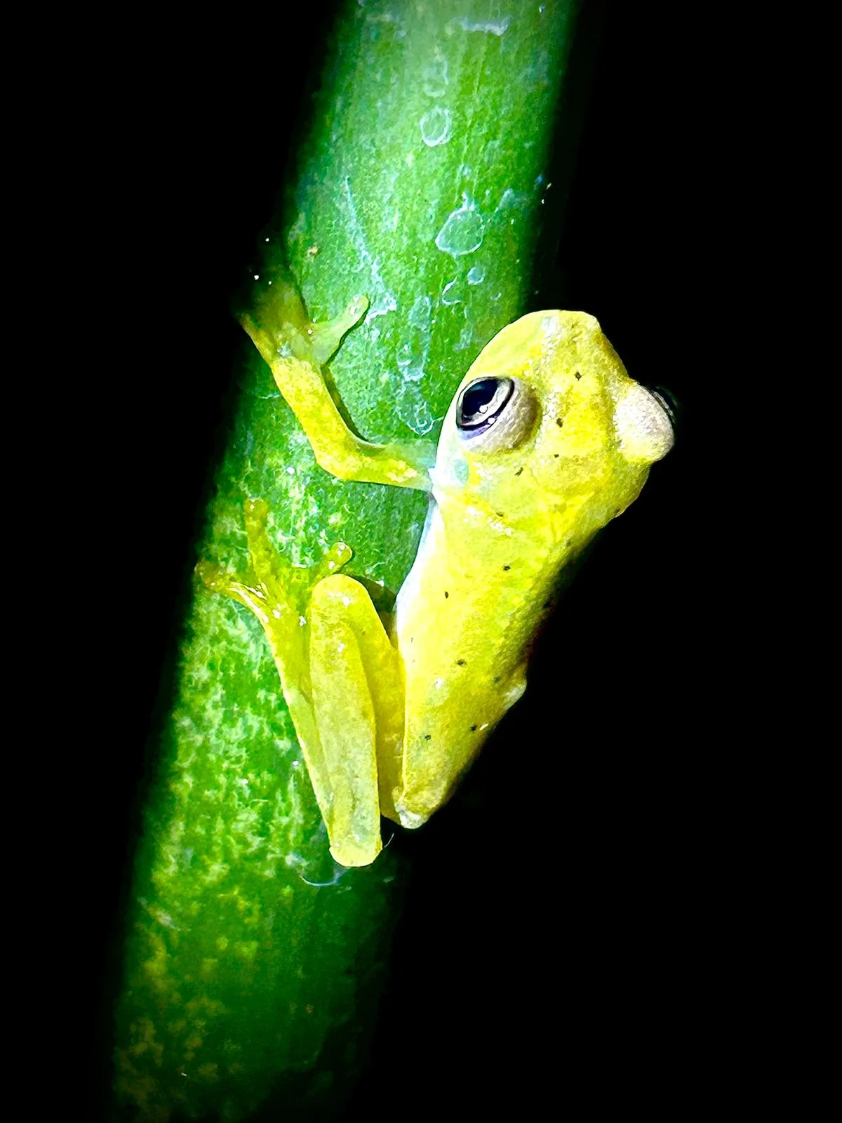 Yellow glass frog on a stem, nocturnal wildlife near Manuel Antonio at night