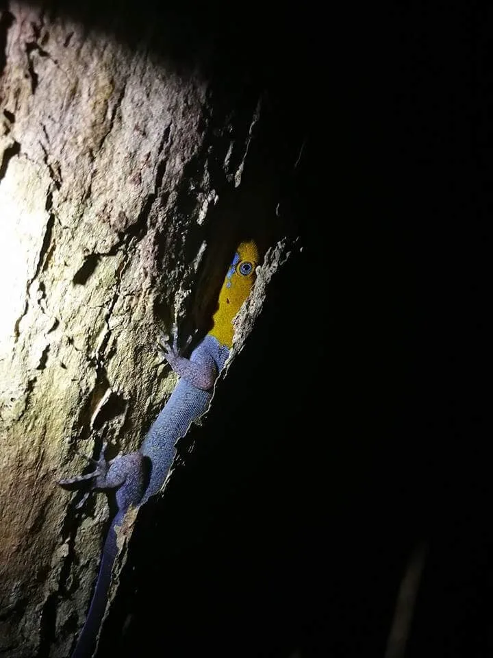 Yellow-headed gecko on tree bark, nocturnal wildlife near the Manuel Antonio coastline at night