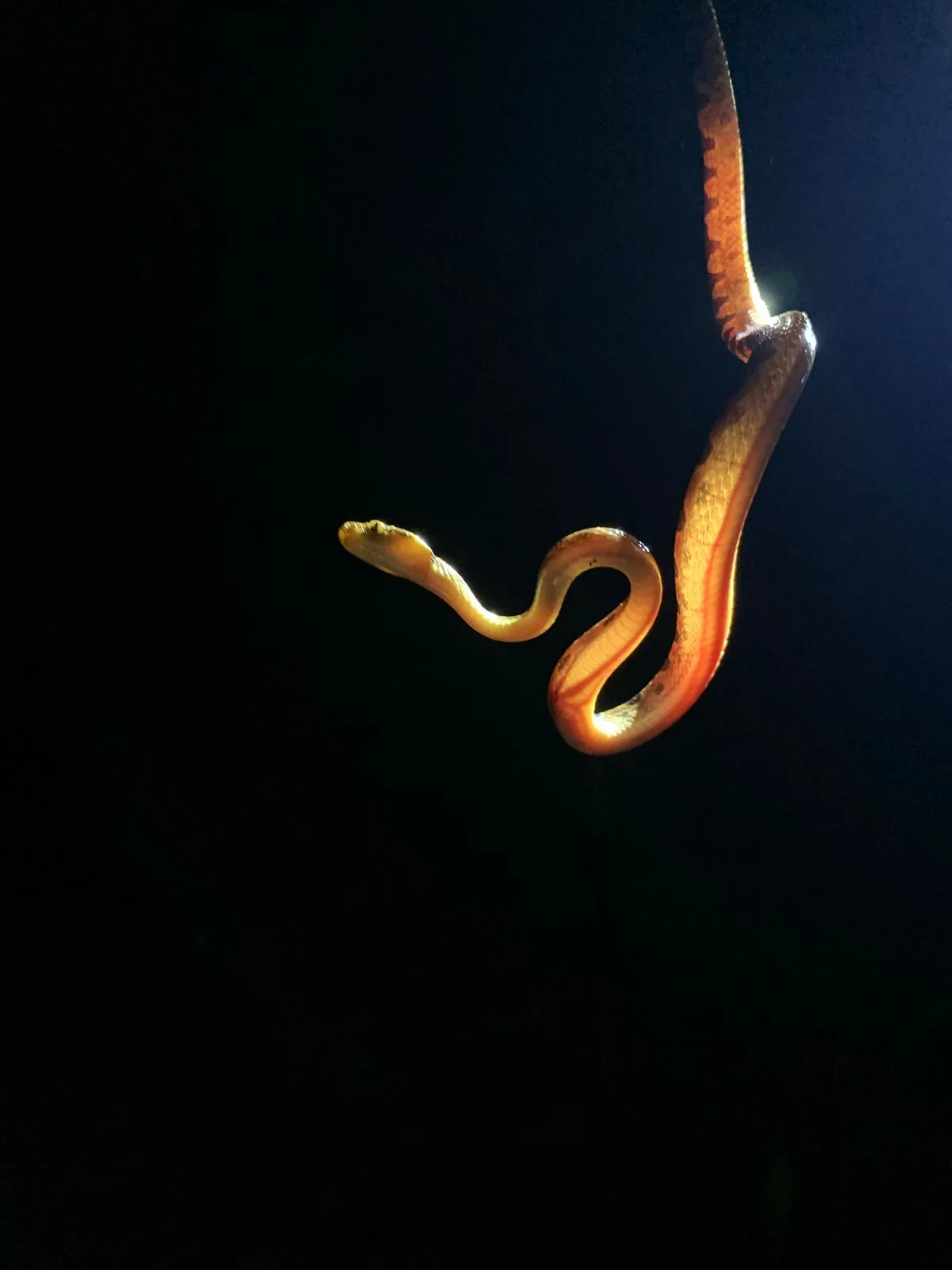 Yellow-orange eyelash pit viper hanging from a branch near Manuel Antonio at night